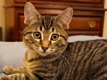 Rescue Tabby and Domestic Short Hair Cats for Adoption in Lombard, Illinois - Lollie | PetCurious