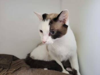 Lune -  Domestic Short Hair Cat for Adoption in Delson, Quebec - Lune | PetCurious