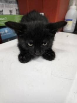 RiRi -  Domestic Short Hair Cat Available for Adoption in Gainesville, Florida - RiRi | PetCurious