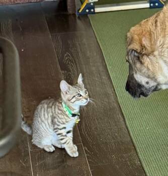 Cassian -  Domestic Short Hair Cat for Adoption in Maple Valley, Washington - Cassian | PetCurious