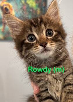 Rescue Domestic Long Hair Cats for Adoption in New Bern, North Carolina - ROWDY Kitten | PetCurious