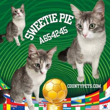 SWEETIE PIE -  Domestic Short Hair Cat for Adoption in Houston, Texas - SWEETIE PIE | PetCurious