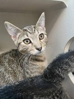 Pierre -  Domestic Short Hair Cat for Adoption in Bellevue, Washington - Pierre | PetCurious