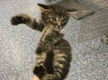 A1925108 -  Domestic Medium Hair Cat for Adoption in Thousand Palms, California - A1925108 | PetCurious