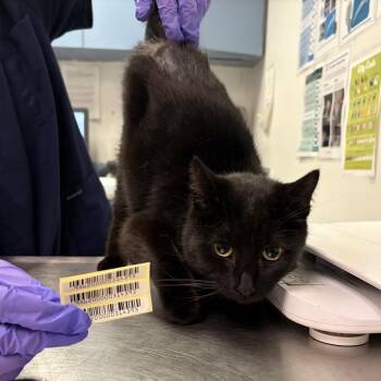 Ouroboros -  Domestic Short Hair Cat for Adoption in Charleston, West Virginia - Ouroboros | PetCurious