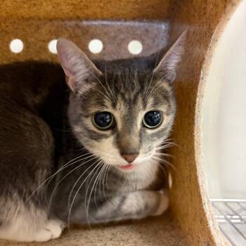 Sky -  Domestic Short Hair Cat for Adoption in Reno, Nevada - Sky | PetCurious