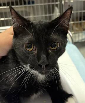 OREO PRETZEL -  Domestic Short Hair Cat for Adoption in Pensacola, Florida - OREO PRETZEL | PetCurious