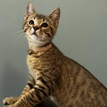 Nino -  Domestic Short Hair Cat for Adoption in Cumming, Georgia - Nino | PetCurious