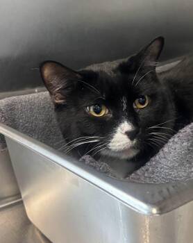 Micah -  Domestic Short Hair Cat Available for Adoption in Cumberland, Maine - Micah | PetCurious