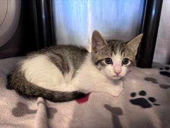 Domestic Short Hair Cats Available for Adoption in Houston, Texas - SABRINA | PetCurious