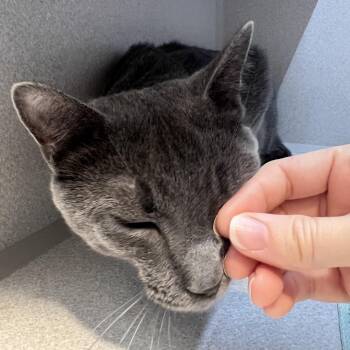 Domestic Short Hair Cats Available for Adoption in Pittsburgh, Pennsylvania - Mellow | PetCurious