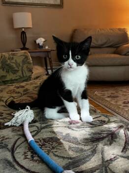 Fred w/ Barney -  Domestic Short Hair Cat for Adoption in Duxbury, Massachusetts - Fred W/ Barney | PetCurious