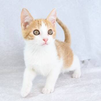 Rescue Domestic Medium Hair Cats for Adoption in Mobile, Alabama - Pumpkaboo | PetCurious