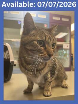 Cat Condo #12 Sage -  Domestic Short Hair Cat for Adoption in Greenville, Texas - Cat Condo #12 Sage | PetCurious