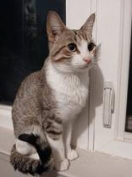 Domestic Short Hair Cats Available for Adoption in Pickering, Ontario - Birch - Bonded With Oak | PetCurious