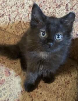 Coco Puff -  Domestic Long Hair Cat for Adoption in Charlotte, North Carolina - Coco Puff | PetCurious