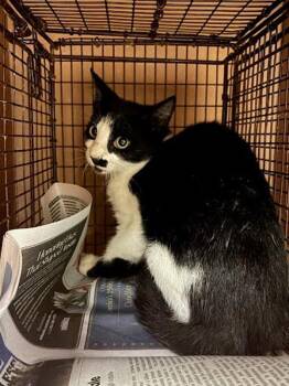 Nefertari Vivi -  Domestic Short Hair Cat for Adoption in Austin, Texas - Nefertari Vivi | PetCurious