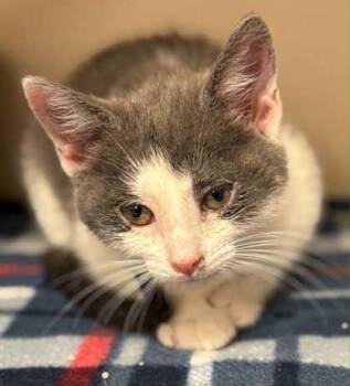Domestic Short Hair Cats Available for Adoption in Bowling Green, Kentucky - Vexa | PetCurious