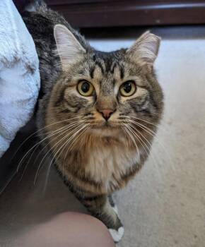Isabella -  Domestic Medium Hair Cat for Adoption in Millcreek, Utah - Isabella | PetCurious