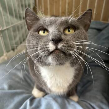 Bluebelle -  Domestic Short Hair Cat for Adoption in Mokena, Illinois - Bluebelle | PetCurious