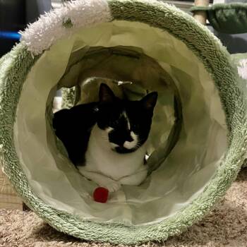 Ace -  Domestic Medium Hair Cat for Adoption in Liverpool, Texas - Ace | PetCurious