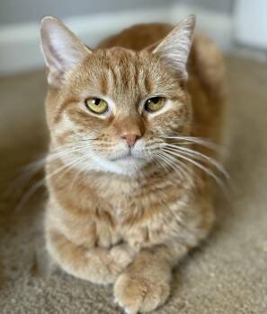 Tig Tig Twiggy -  Domestic Short Hair Cat for Adoption in Alexandria, Virginia - Tig Tig Twiggy | PetCurious