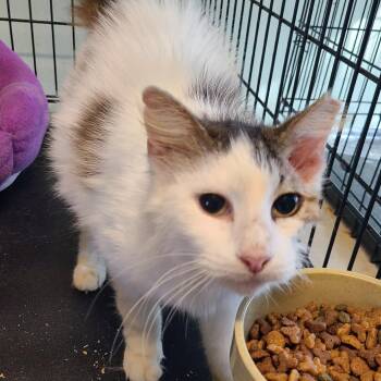 Blanche -  Domestic Long Hair Cat for Adoption in Bulverde, Texas - Blanche | PetCurious