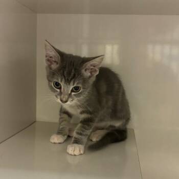 Dorian -  Domestic Short Hair Cat for Adoption in Redwood City, California - Dorian | PetCurious