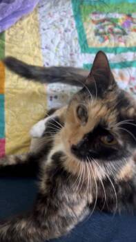 Domestic Short Hair Cats Available for Adoption in Walled Lake, Michigan - Koralle | PetCurious