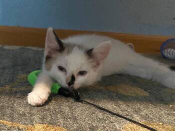 Microsecond -  Domestic Short Hair Cat for Adoption in Fort Collins, Colorado - Microsecond | PetCurious