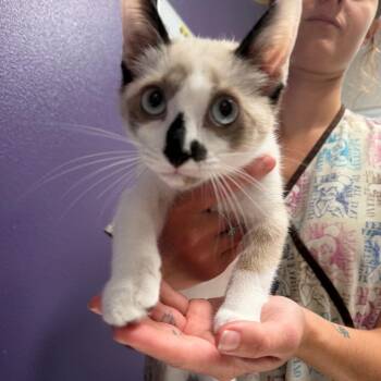 Simon -  Domestic Short Hair Cat Available for Adoption in Englewood, Florida - Simon | PetCurious