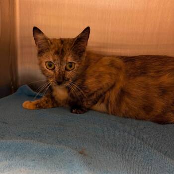 Cali -  Domestic Short Hair Cat for Adoption in Englewood, Florida - Cali | PetCurious