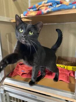 Domestic Short Hair Cats Available for Adoption in Pierceton, Indiana - Midnight | PetCurious