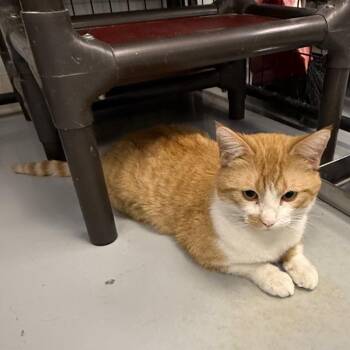 Domestic Short Hair Cats Available for Adoption - 03032026-1_5 | PetCurious