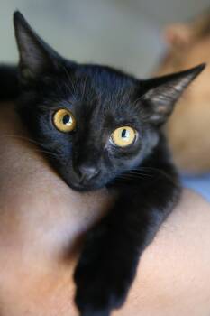 Rescue Domestic Short Hair Cats for Adoption in Sonora, California - Esme | PetCurious