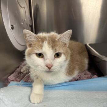 Tammy -  Domestic Short Hair Cat for Adoption in New York, New York - Tammy | PetCurious