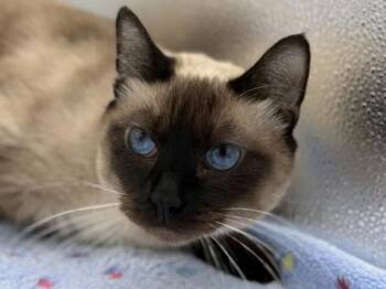 Domestic Short Hair Cats Available for Adoption - Huey | PetCurious