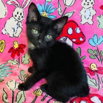Skeeter -  Domestic Short Hair Cat Available for Adoption in Mt. Juliet, Tennessee - Skeeter | PetCurious