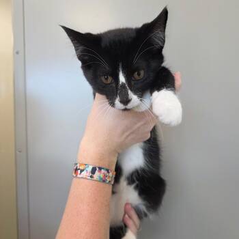 Owen -  Domestic Short Hair Cat for Adoption in Sand Springs, Oklahoma - Owen | PetCurious