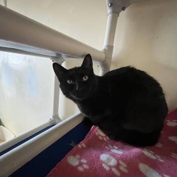 Domestic Short Hair Cats Available for Adoption in Salisbury, Massachusetts - Patagonia | PetCurious