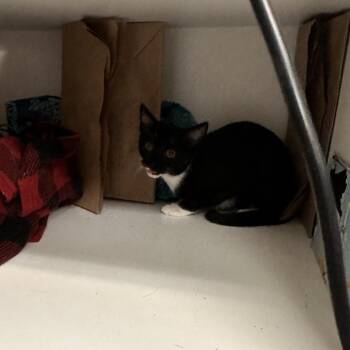 B. Utton -  Domestic Short Hair Cat for Adoption in Rocky Mount, Virginia - B. Utton | PetCurious
