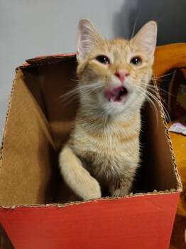 Domestic Short Hair Cats Available for Adoption in Wheaton, Illinois - Taki | PetCurious