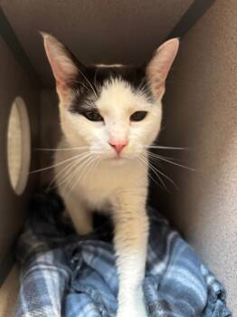 Domestic Short Hair Cats Available for Adoption in Liverpool, New York - Lola | PetCurious