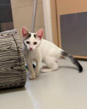 Dixie -  Domestic Short Hair Cat for Adoption in Fremont, Michigan - Dixie | PetCurious
