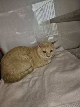 Domestic Short Hair Cats Available for Adoption - Sandy | PetCurious
