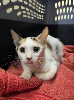 Marilyn -  Domestic Short Hair Cat for Adoption in Honolulu, Hawaii - Marilyn | PetCurious