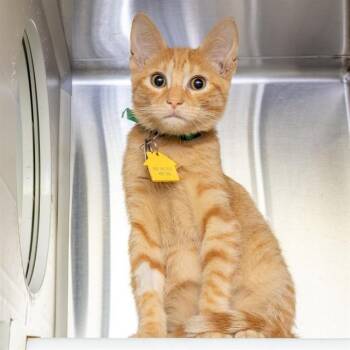 CURIOSITY -  Domestic Short Hair Cat for Adoption in St. Louis, Missouri - CURIOSITY | PetCurious