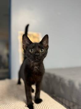 Plum -  Domestic Short Hair Cat for Adoption in Lovingston, Virginia - Plum | PetCurious