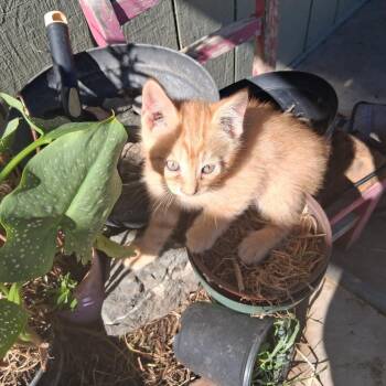 RILEY -  Domestic Short Hair Cat for Adoption in Richmond, California - RILEY | PetCurious