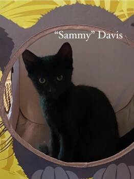 Rescue Domestic Short Hair Cats for Adoption in Washington Township, New Jersey - Sammy | PetCurious